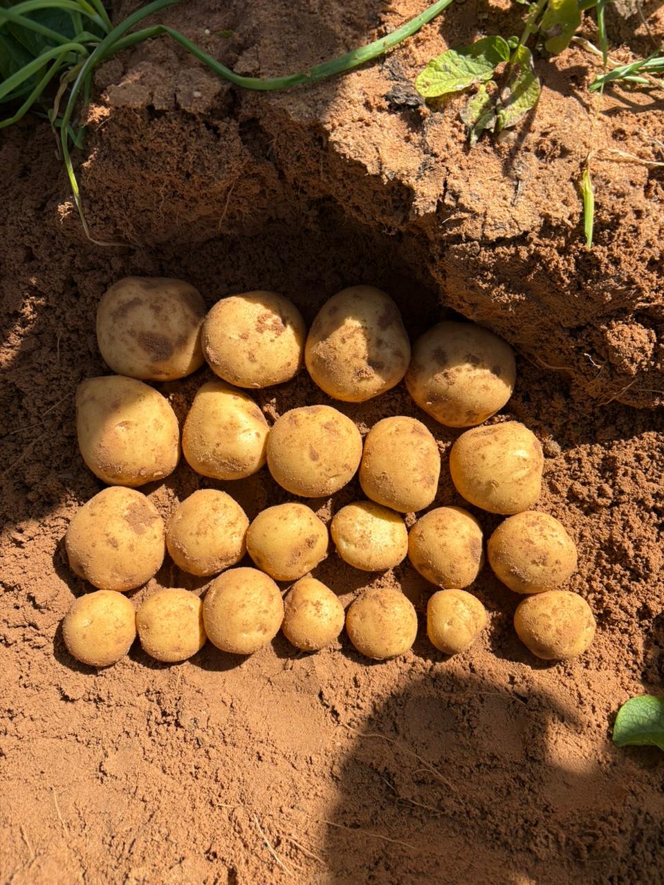 Potato