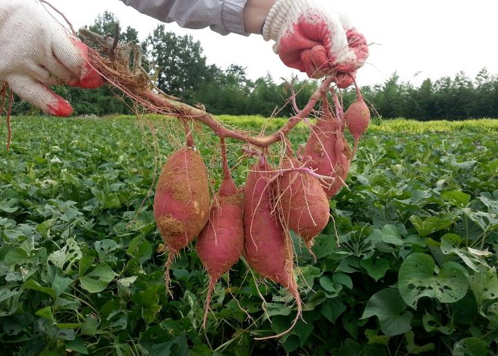 Onions